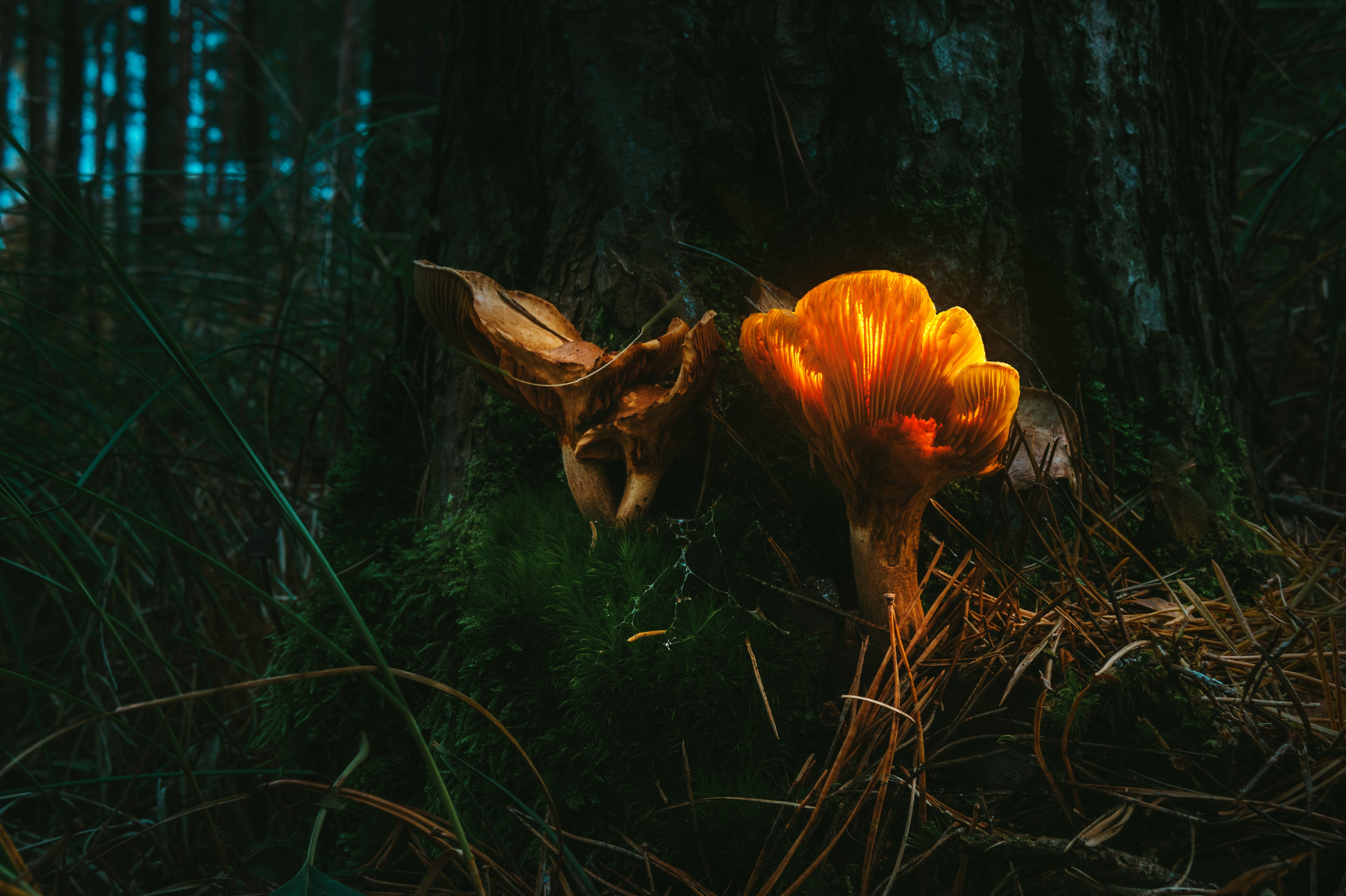 Glowing mushroom in dark