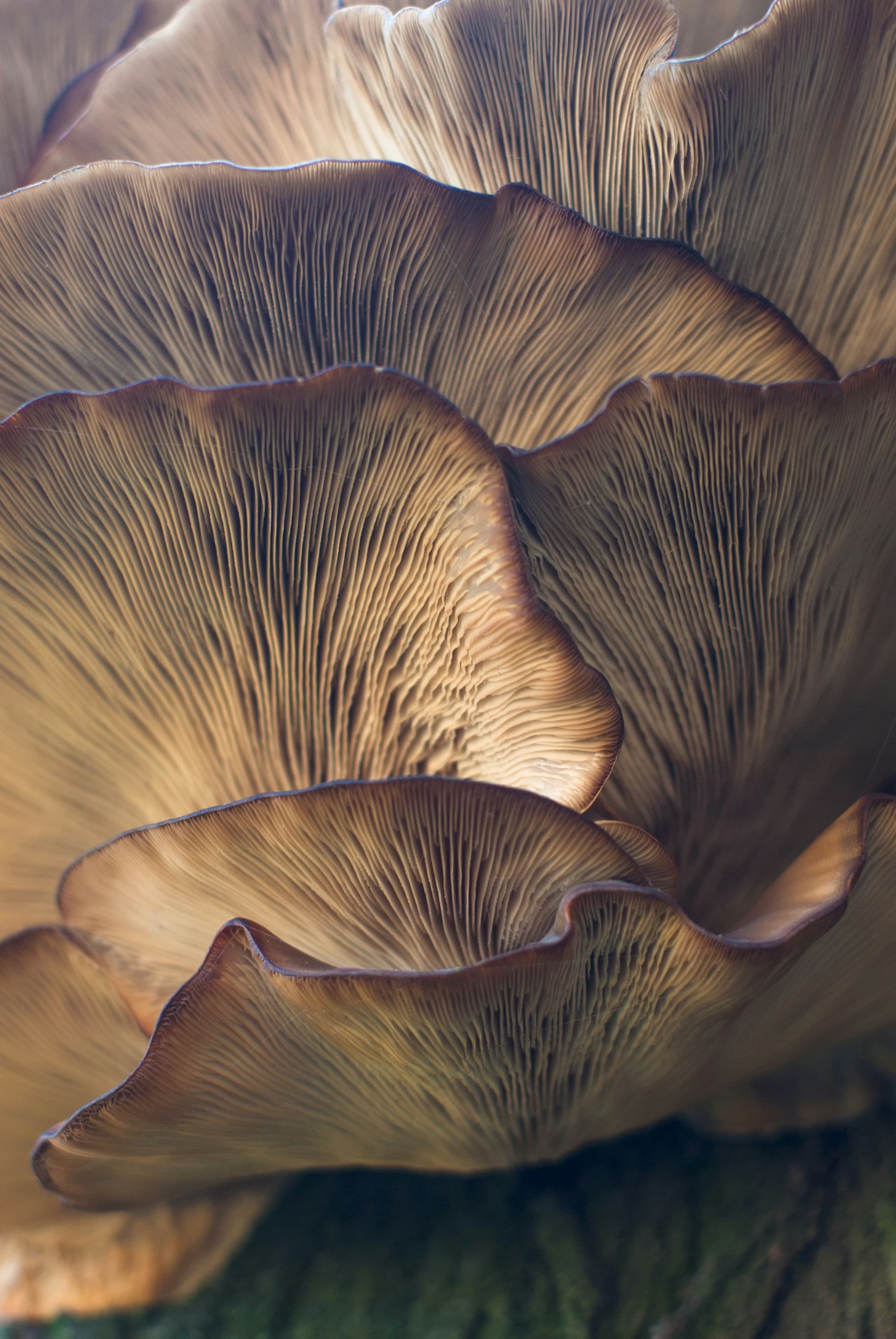 We Only Use Dual Extracted
Mushroom Fruiting Body